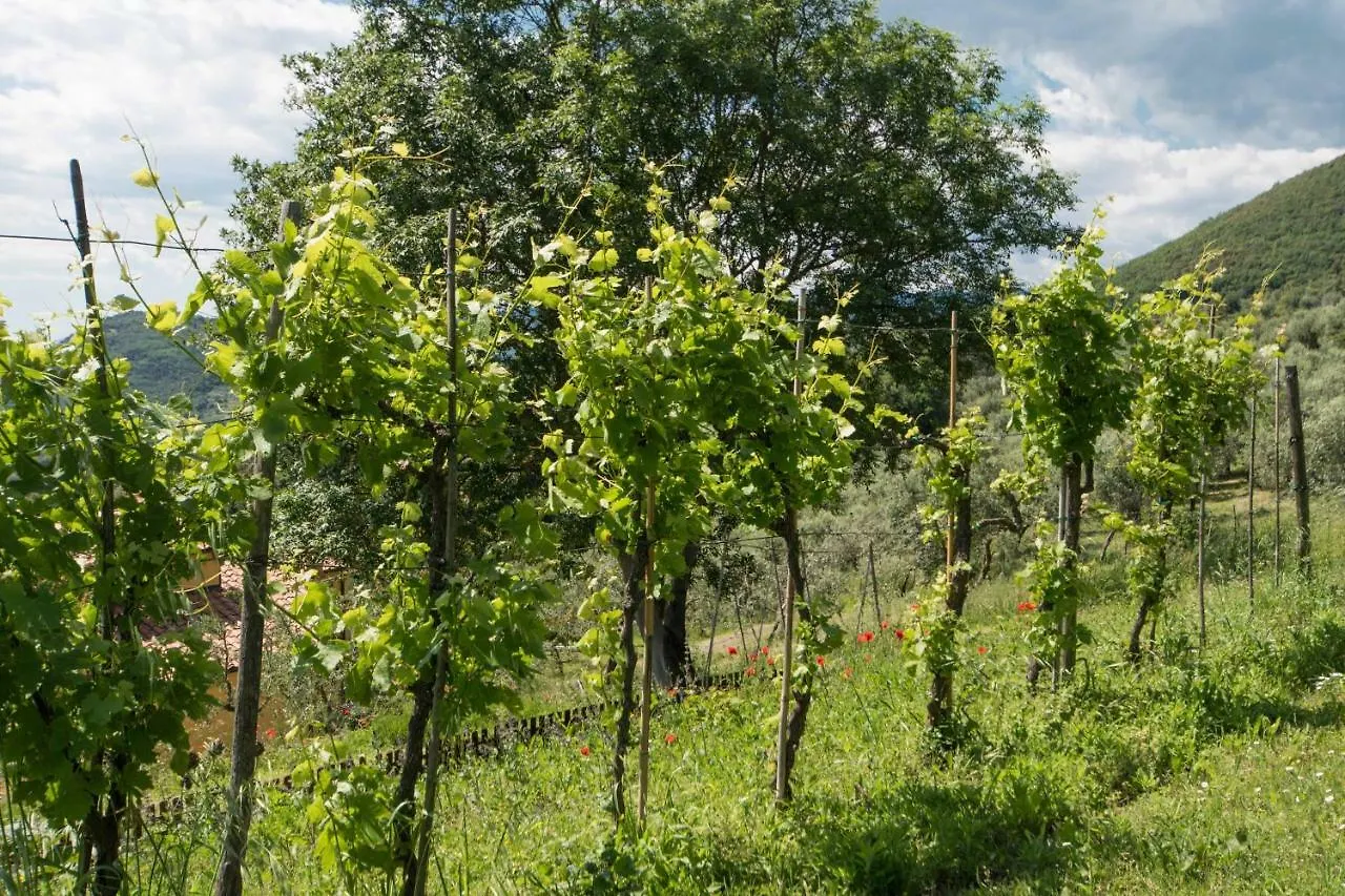 Podere San Martino Montevettolini Holiday home